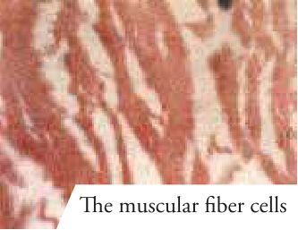 The muscular fiber cells