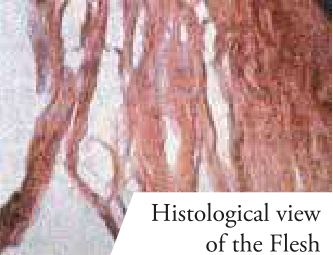Histological view of the Flesh