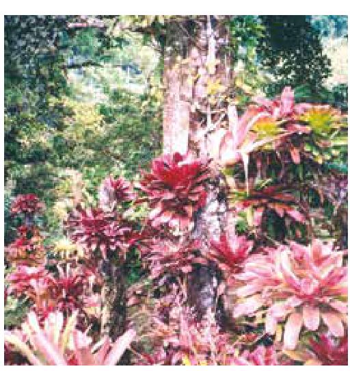 Photograph from the exhibition for Morne-Rouge